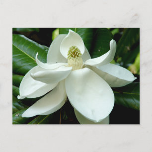 Magnolia Briefkaart