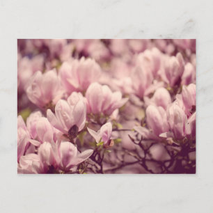 Magnolia Briefkaart