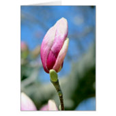 Magnolia Bud (Devant)