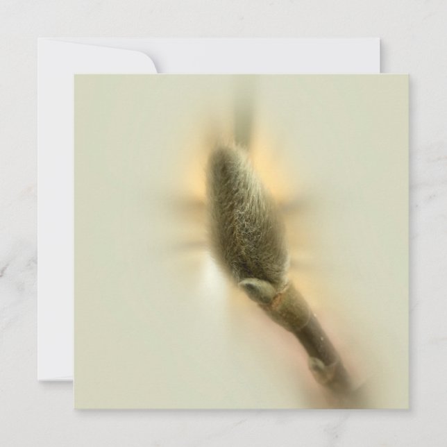 magnolia bud (Voorkant)