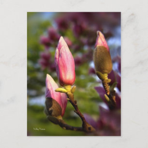 Magnolia Buds Briefkaart