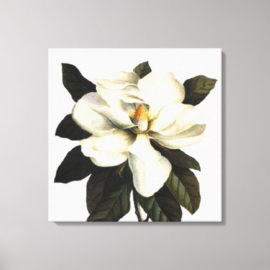 Magnolia Canvas Afdruk (Voorkant)