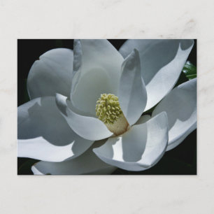 Magnolia - Carte postale