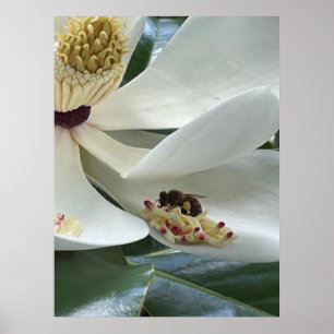 Magnolia CLOSE-UP Poster