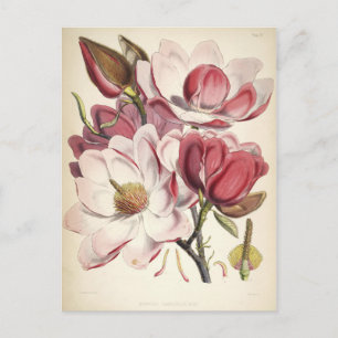 Magnolia - Collectie voor chemische stoffen Briefkaart