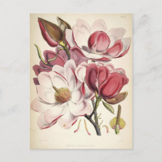 Magnolia - Collectie voor chemische stoffen Briefkaart
