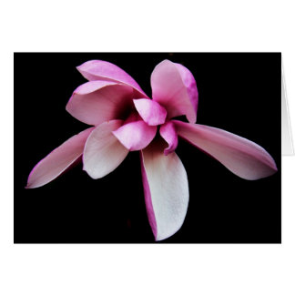 "magnolia" de Larry Coressel