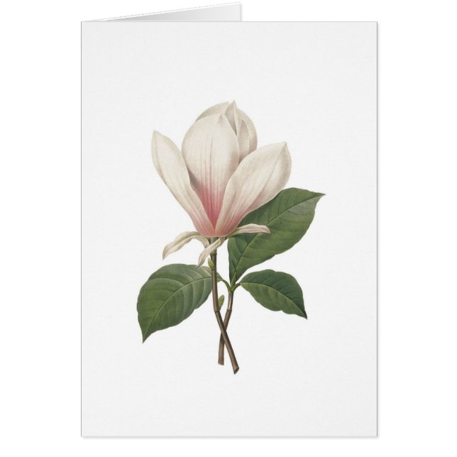 Magnolia de Redoute (Devant)