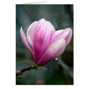 Magnolia En Pluie