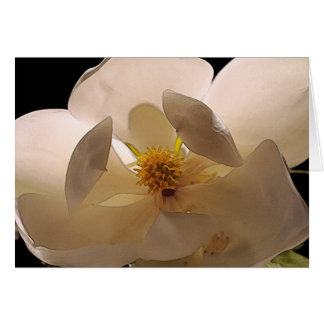 Magnolia Flower