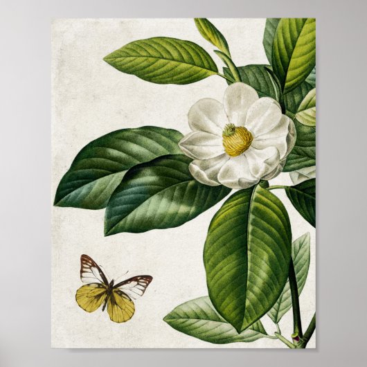 Magnolia Flower and Butterfly Wall Art Poster (Voorkant)