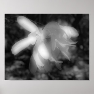 Magnolia Flower Black en White High Contrast Poster