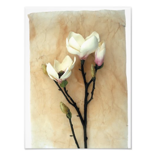 Magnolia Flower Photographie élégante (Devant)