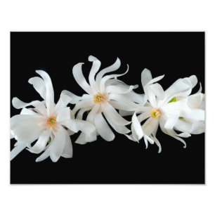 Magnolia Flower Trio Black Foto Afdruk