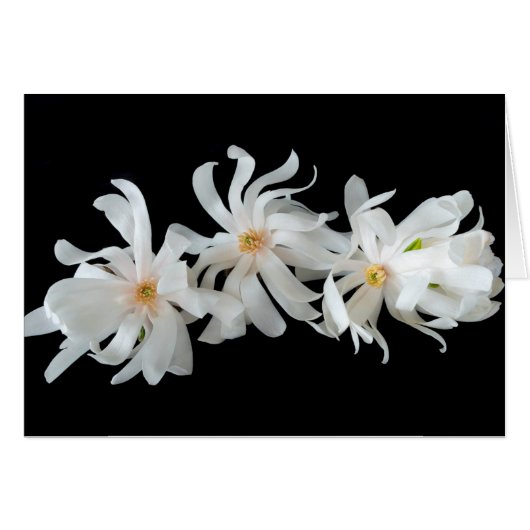 Magnolia Flower Trio on Black (Voorkant Horizontaal)