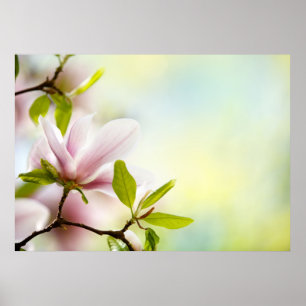 Magnolia Flowers Poster