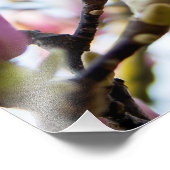 Magnolia Foto Afdruk (Hoek)