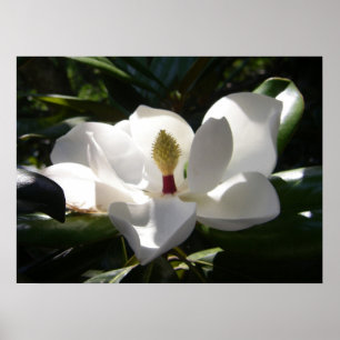 magnolia fotografie foto poster kunst print