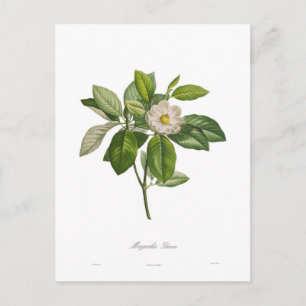 Magnolia glauca briefkaart