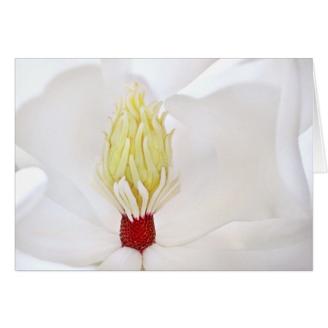 Magnolia grandiflora (Devant horizontal)