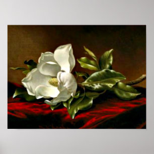Magnolia Grandiflora-1895, Martin Johnson Heade Poster