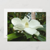 Magnolia Grandiflora Briefkaart (Voorkant / Achterkant)