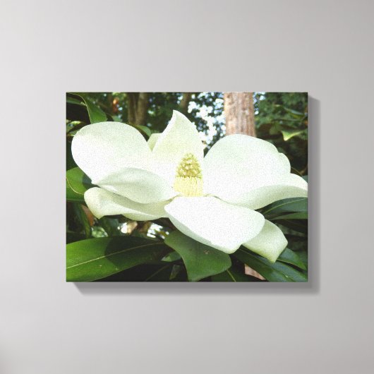 Magnolia Grandiflora Canvas Print (Voorkant)