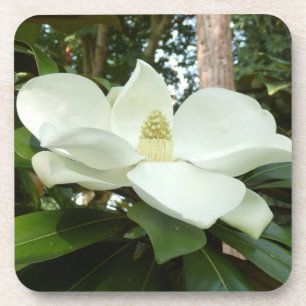 Magnolia Grandiflora harde plastic onderzetter