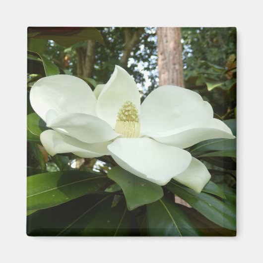 Magnolia Grandiflora Magnet Magneet (Voorkant)