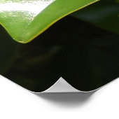 Magnolia Grandiflora Poster (Hoek)