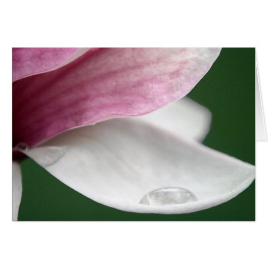 Magnolia Holding Rain (Voorkant Horizontaal)