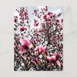 Magnolia in Bloom Briefkaart