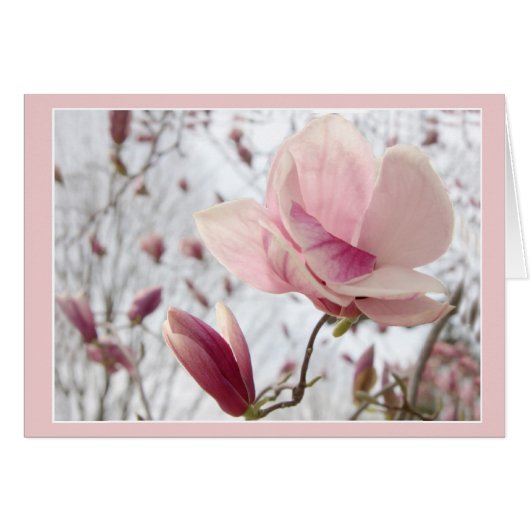 Magnolia in roze (Voorkant Horizontaal)