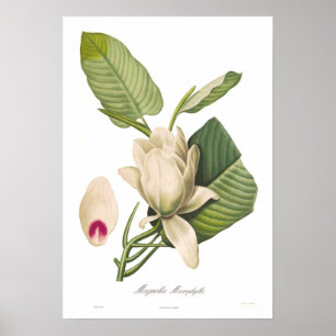 Magnolia macrophylla poster