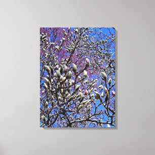 Magnolia, Mass of Buds Canvas Afdruk