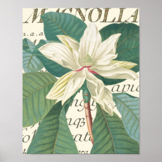 Magnolia met kalligrafisch detail poster