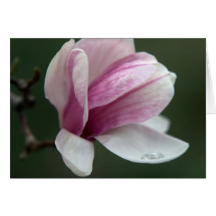 Magnolia met regenval