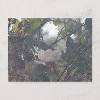 Magnolia met Spaans mos Briefkaart