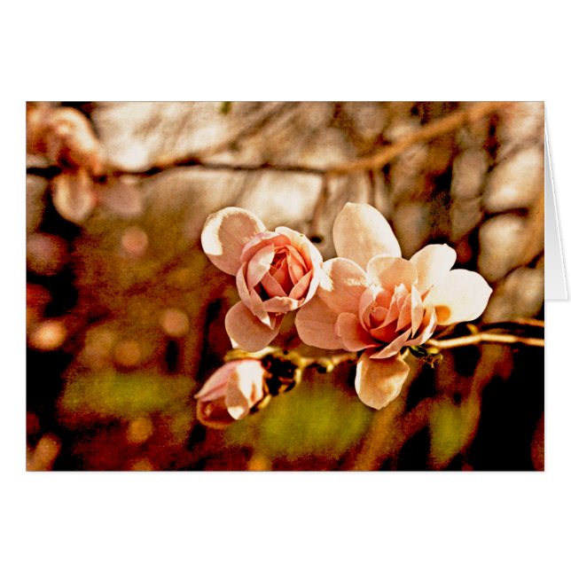 Magnolia Mood en rose (Devant Horizontal)