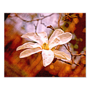 Magnolia Mood Foto Afdruk