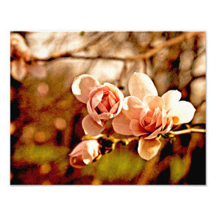 Magnolia Mood in roze Foto Afdruk