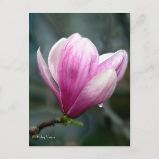 Magnolia na regen briefkaart (Voorkant)