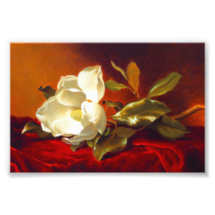 Magnolia op rood fluweel Martin Johnson hoofd Foto Afdruk