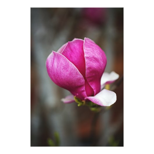 Magnolia Pink Full Bloom Foto Afdruk (Voorkant)