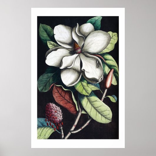 Magnolia poster (Voorkant)