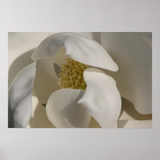 magnolia poster (Voorkant)