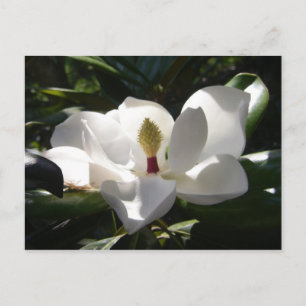 magnolia postkaartjes bloemboom magnolias foto briefkaart