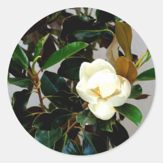 Magnolia Ronde Sticker
