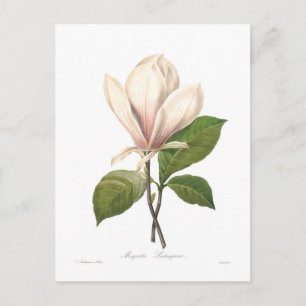 Magnolia soulangiana briefkaart