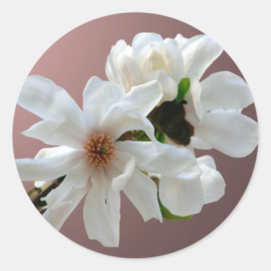Magnolia Stellata Envelope Seal Sticker (Voorkant)